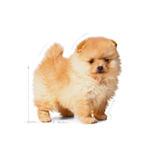 SHN MINI INDOOR PUPPY - CACHORRO.png